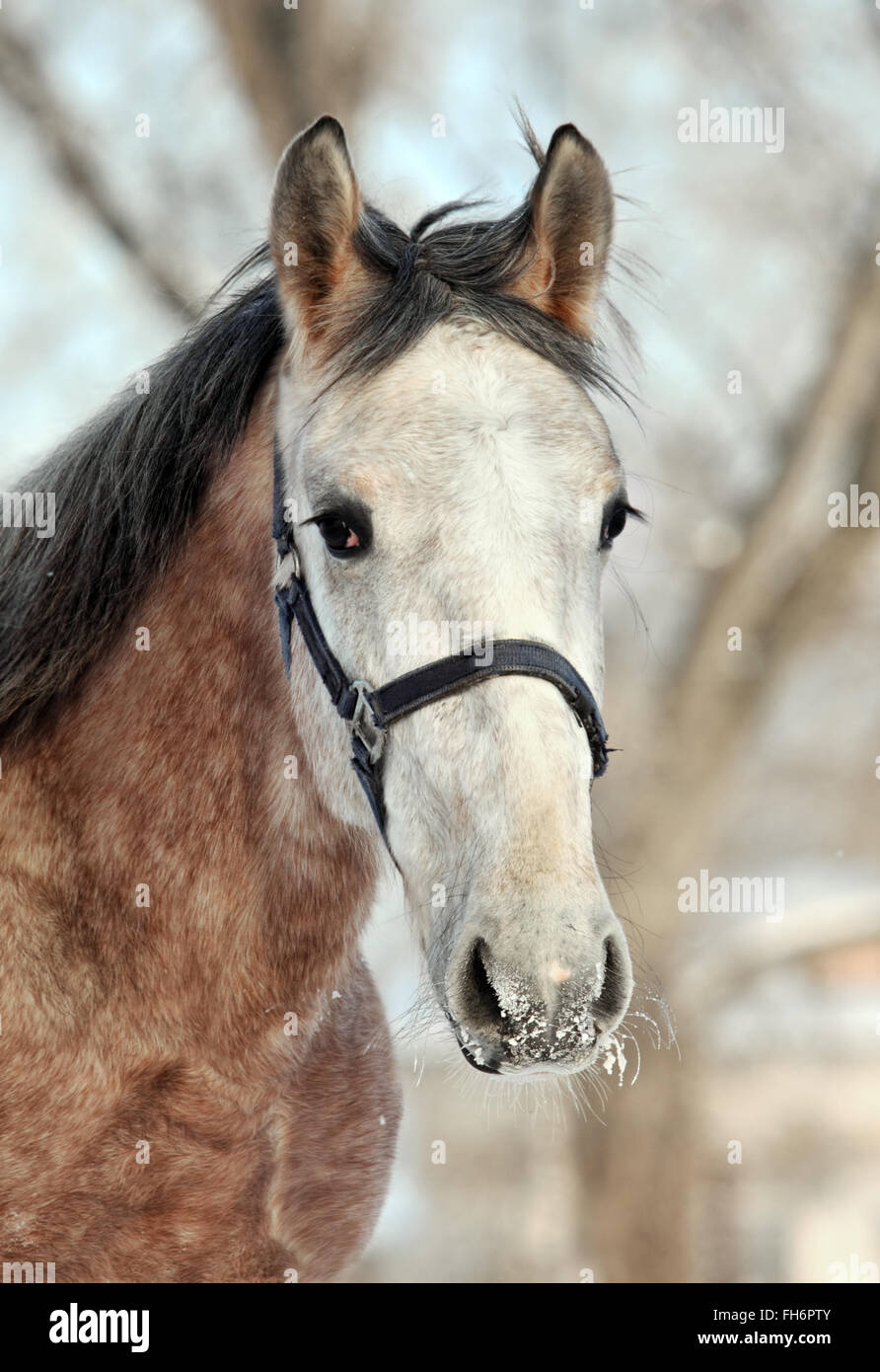 Colline punteggiano grigio shire cavallo nell'ombra di un albero in inverno su terreni agricoli Foto Stock