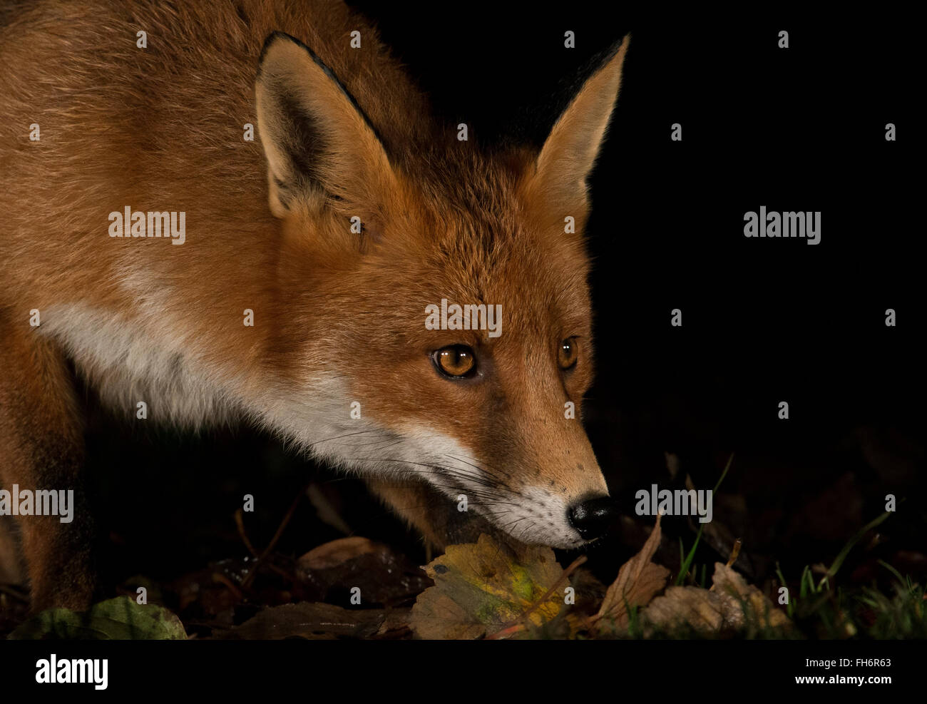 Red Fox urban night shot Foto Stock