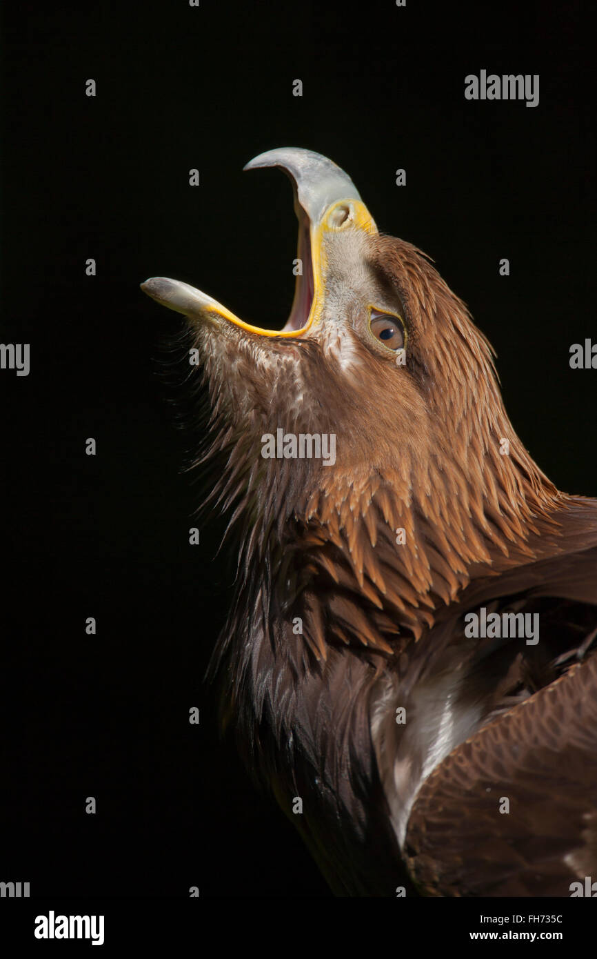 Aquila reale (Aquila chrysaetos), chiamando con il suo becco aperto, captive, Regno Unito Foto Stock