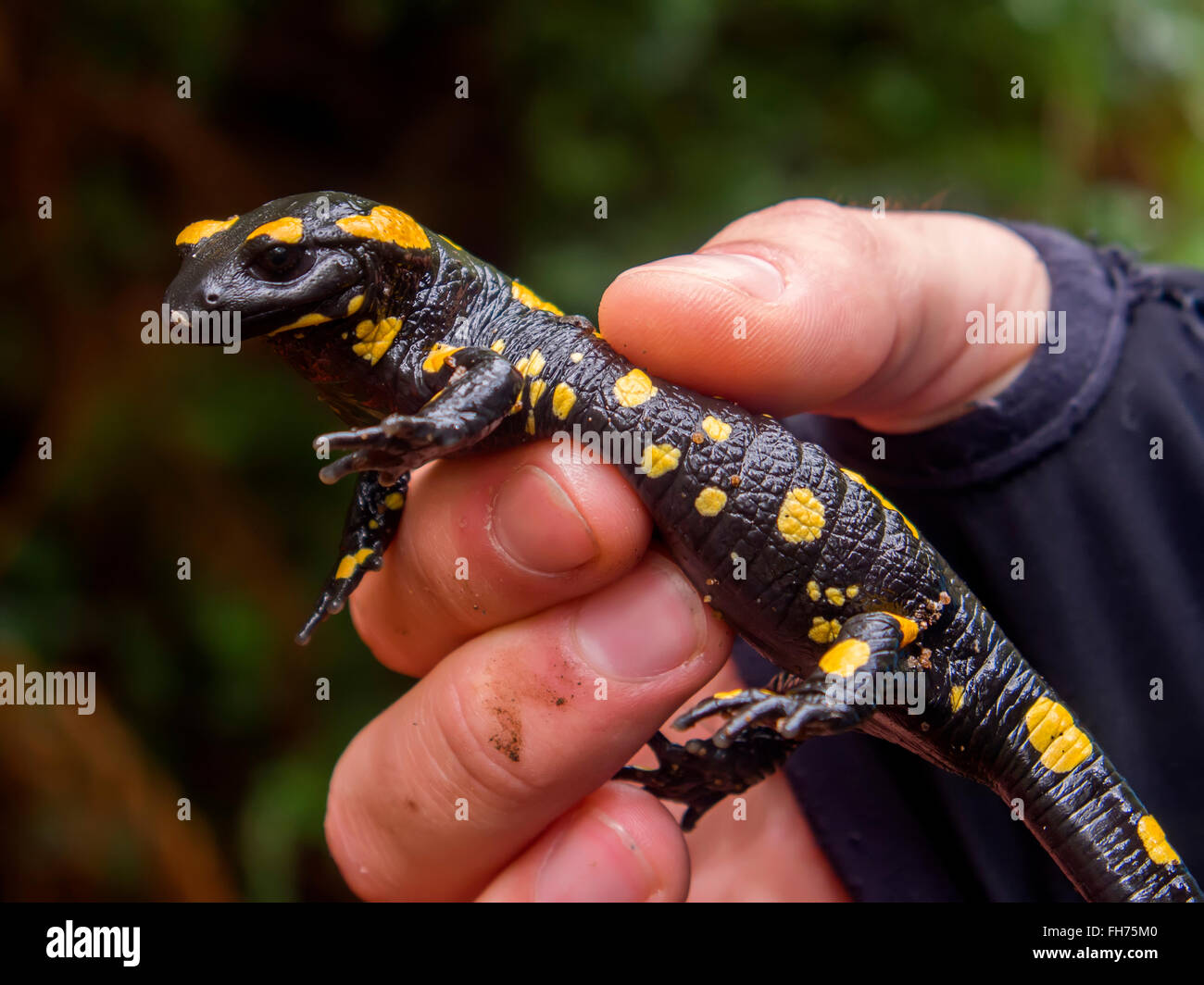 Salamandra pezzata Pleurodeles waltl Sierra Blanca foresta vicino Refugio Juanar Ojen, provincia di Malaga Costa del Sol Andalusia Foto Stock