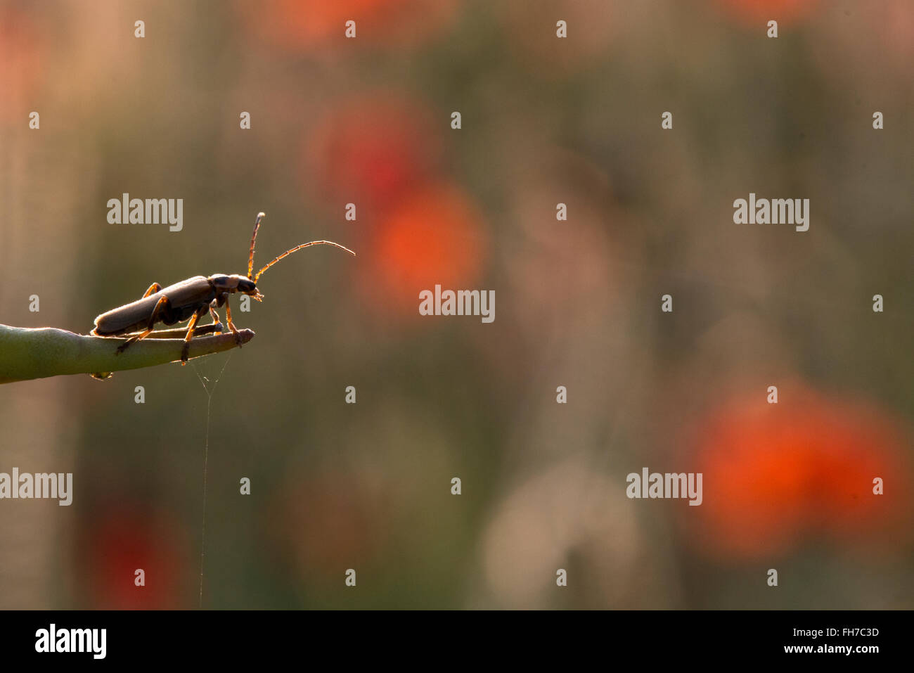 Soldato Beetle - Cantharis specie. Immagine presa vicino a Tring, Hertfordshire, Regno Unito Foto Stock