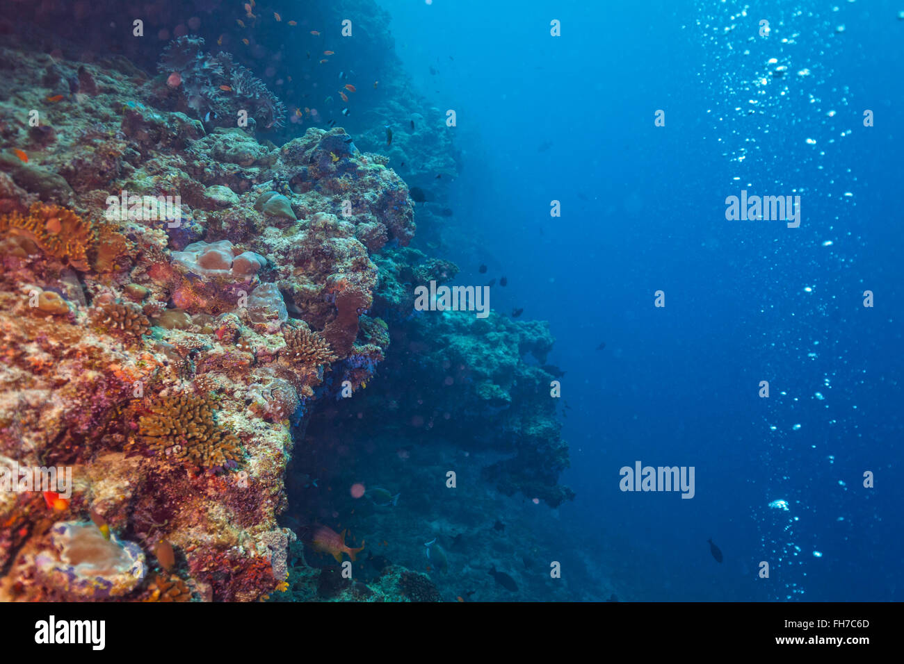 Coral reef con morbido e coralli duri Foto Stock