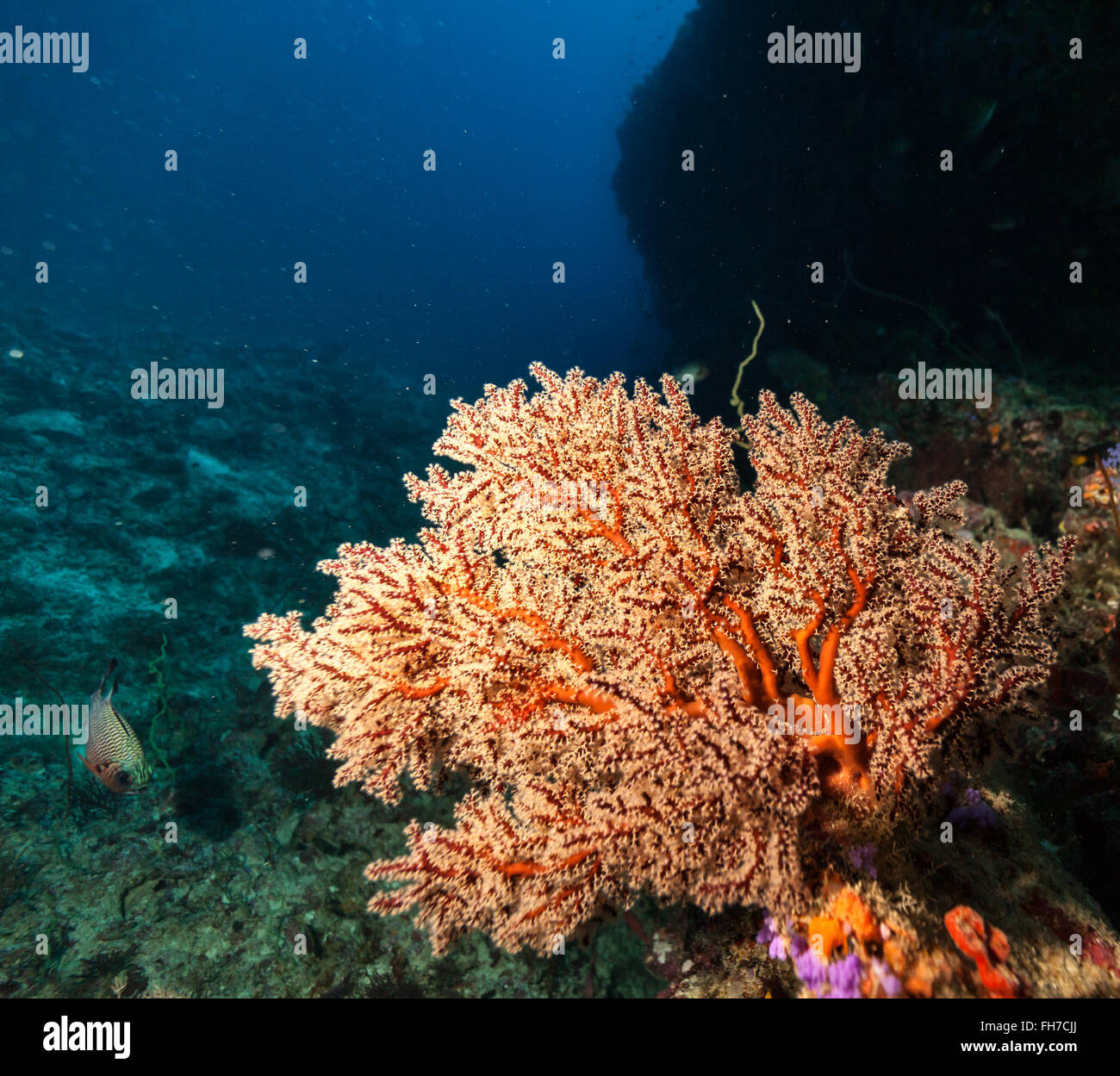 Coral reef con dettaglio di coralli molli Foto Stock