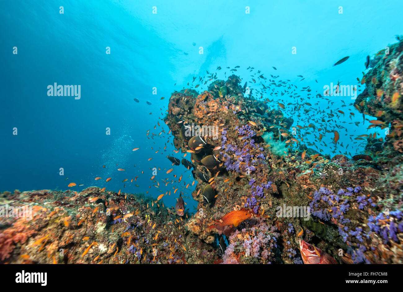 Coral reef con morbido e coralli duri Foto Stock