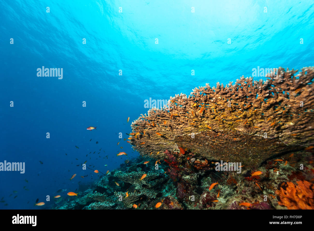 Coral reef con morbido e coralli duri Foto Stock