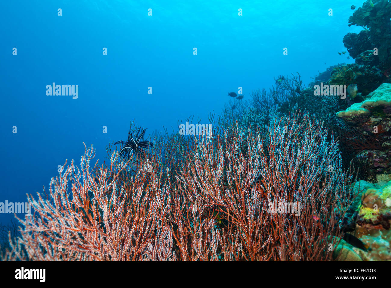 Coral reef con dettaglio di coralli molli Foto Stock