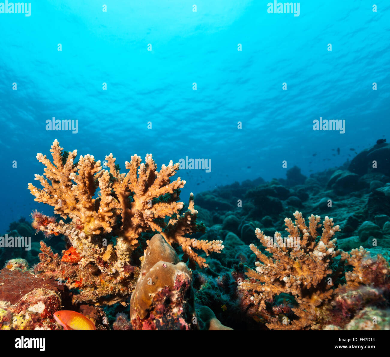 Coral reef con morbido e coralli duri Foto Stock