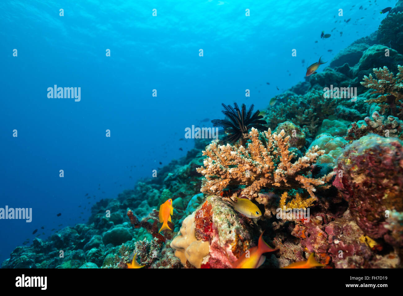 Coral reef con morbido e coralli duri Foto Stock