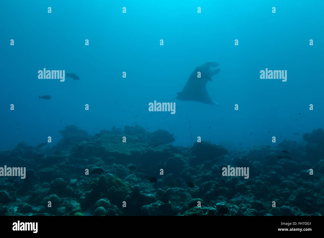 Manta ray nell oceano Indiano Foto Stock