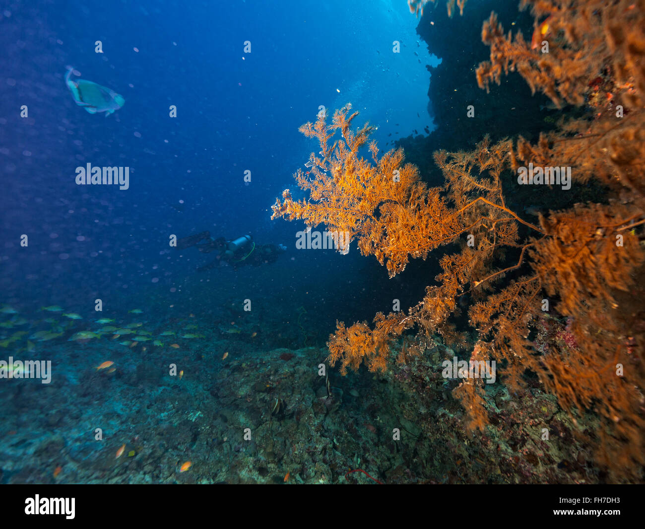 Gruppo di subacquei sott'acqua Foto Stock