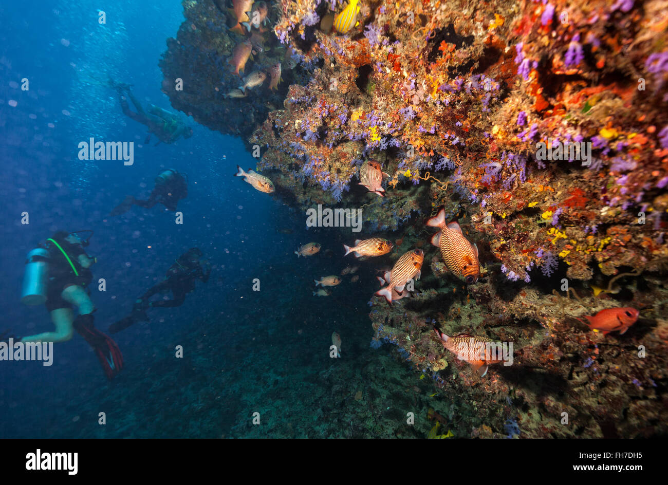 Gruppo di subacquei sott'acqua Foto Stock