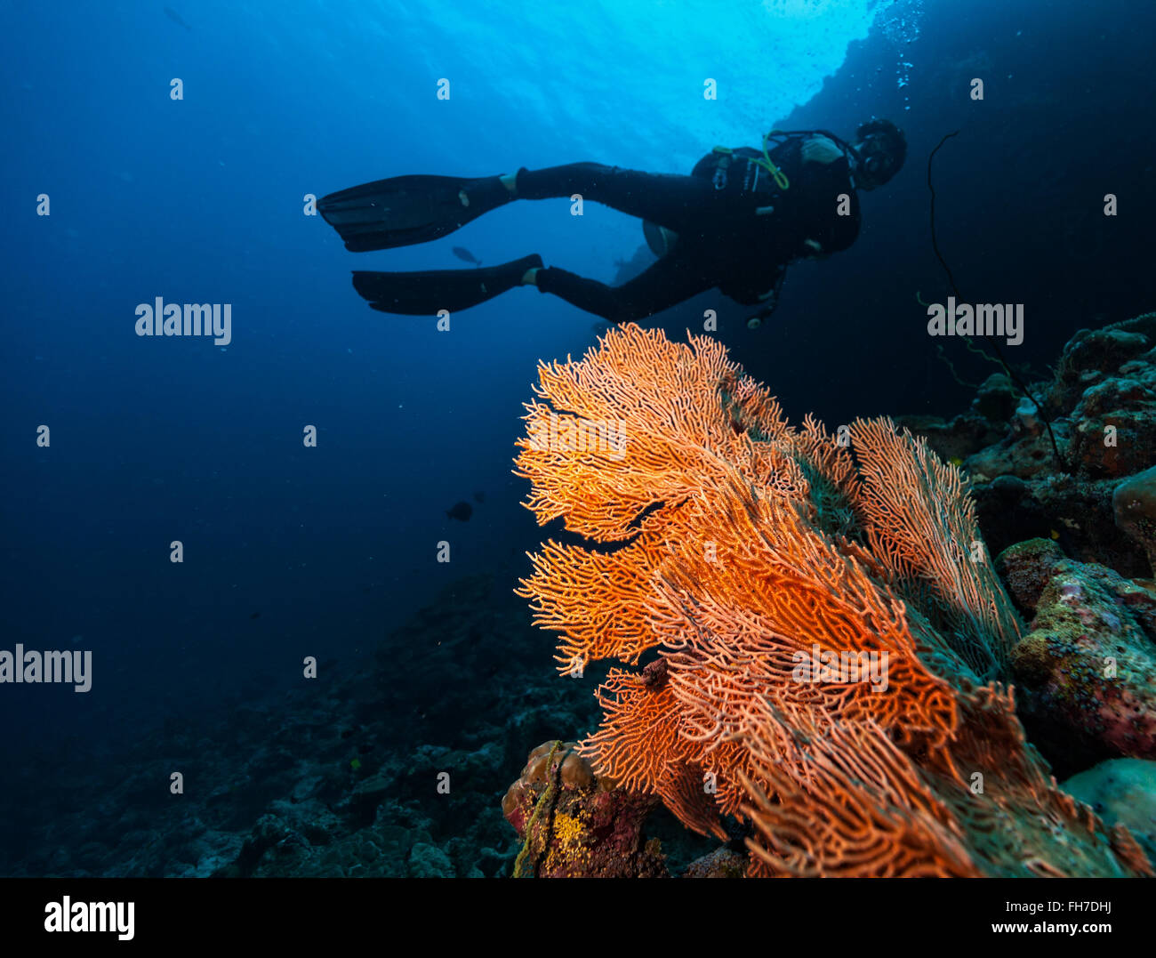 Maschio di scuba diver underwater Foto Stock