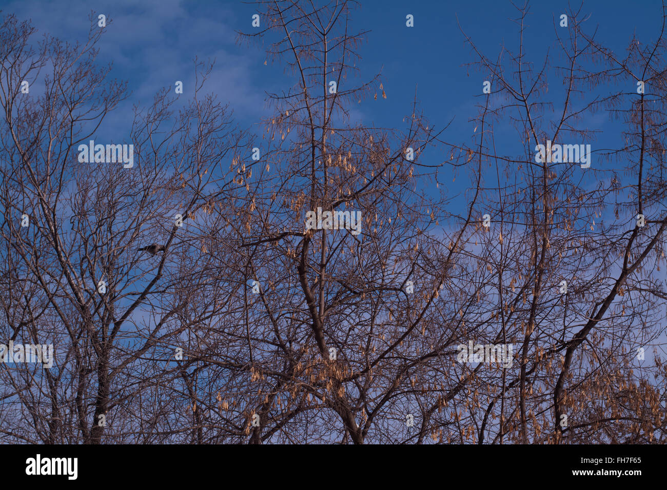 Silhouette albero di diramazione sul cielo blu Foto Stock