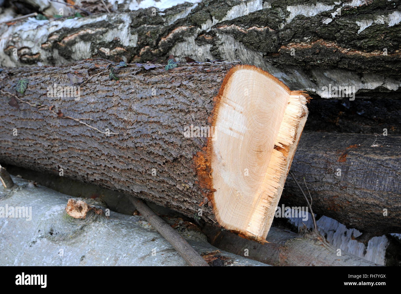 Tiglio, tronco abbattuto Foto Stock