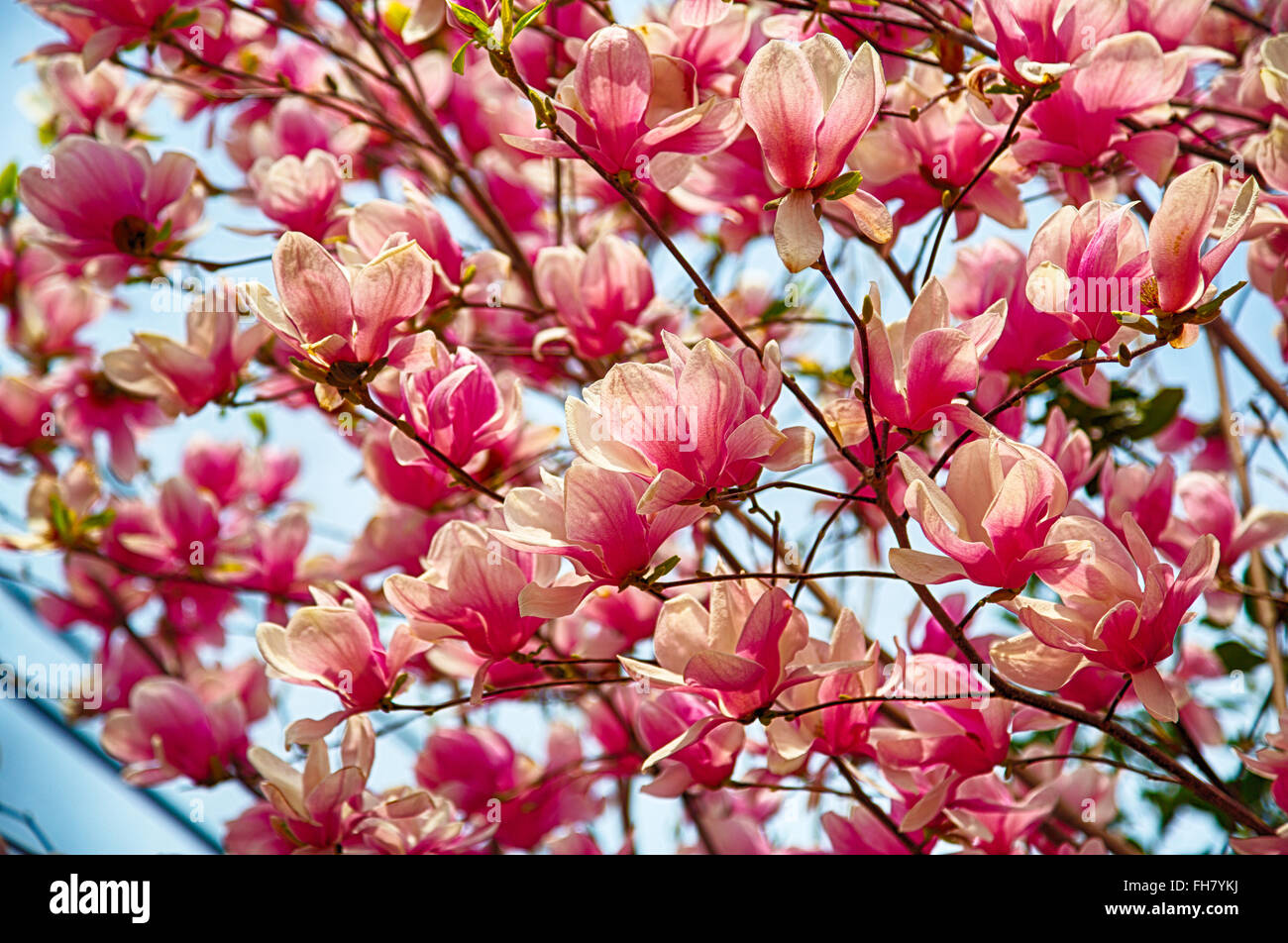 La fioritura dei ciliegi fioriscono in primavera. Foto Stock