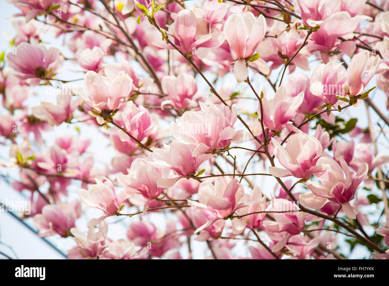 La fioritura dei ciliegi fioriscono in primavera. Foto Stock