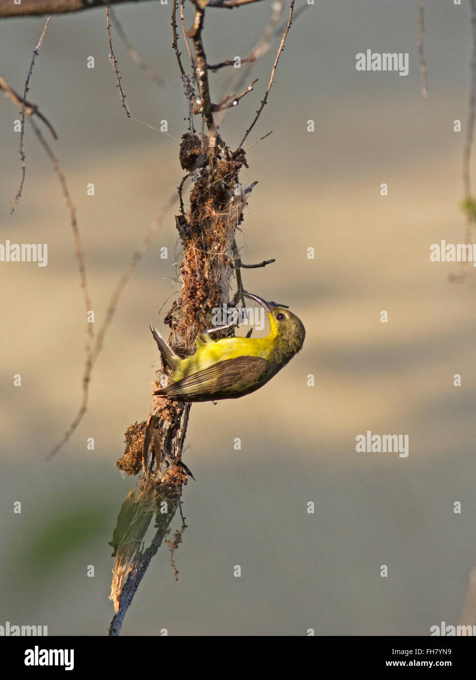 Una femmina di oliva-backed Sunbird nidificazione in un giardino nella periferia della città di Bangkok Foto Stock