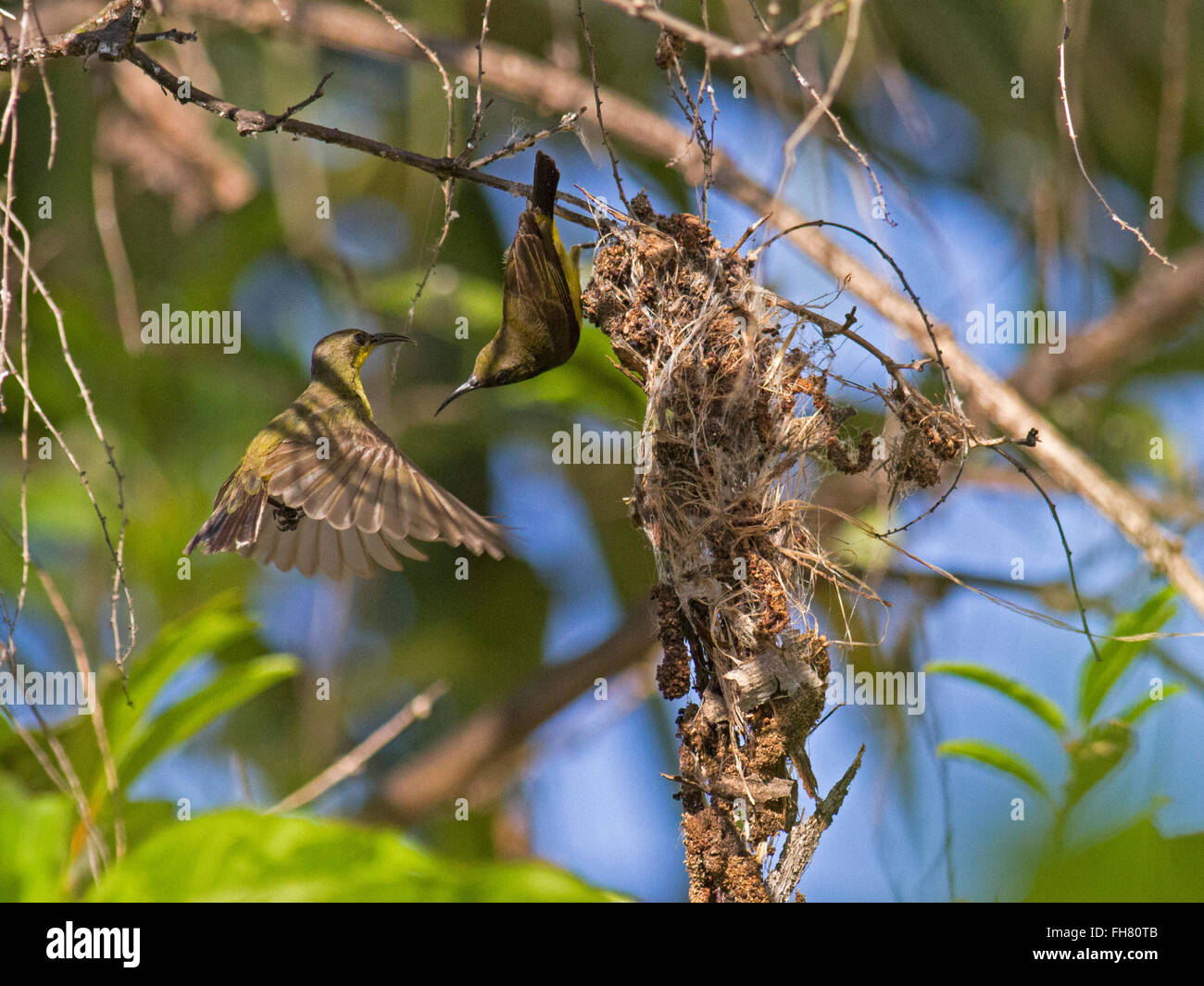 Una coppia di oliva-backed Sunbird nidificazione in un giardino nella periferia della città di Bangkok Foto Stock