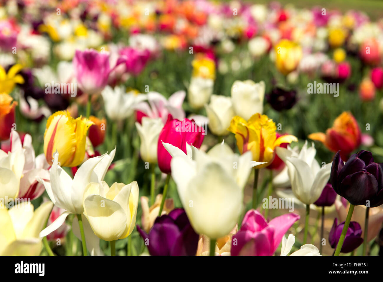 Primo piano di un bellissimo campo di tulipani, concetto e motherday greetingcard Foto Stock