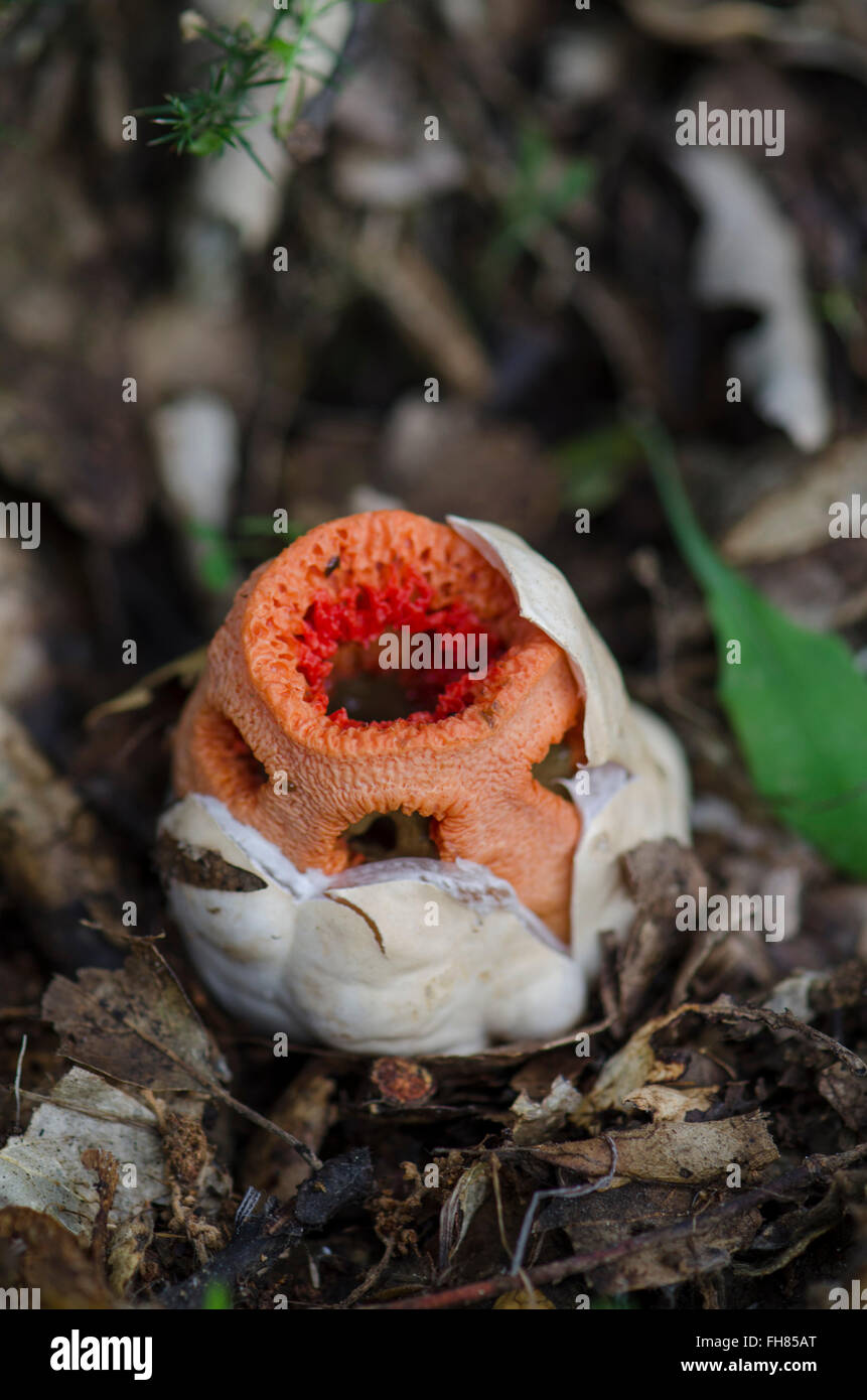 Testa a fungo, uovo di Clathrus ruber, tralicciati stinkhorn, basket stinkhorn, rosso gabbia, fungo, Andalusia, Spagna. Foto Stock