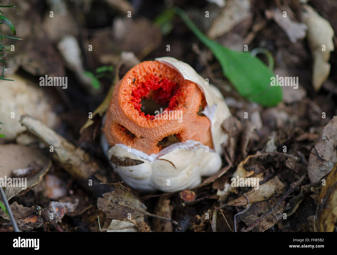 Testa a fungo, uovo di Clathrus ruber, tralicciati stinkhorn, basket stinkhorn, rosso gabbia, fungo, Andalusia, Spagna. Foto Stock