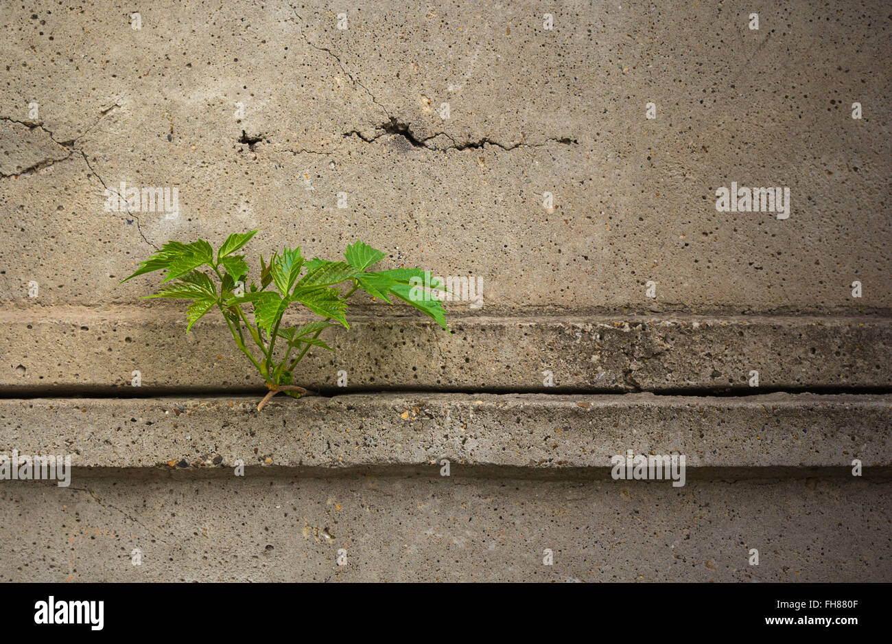 Foglie della pianta attraverso una recinzione di cemento.drammatica look.utile come sfondo Foto Stock