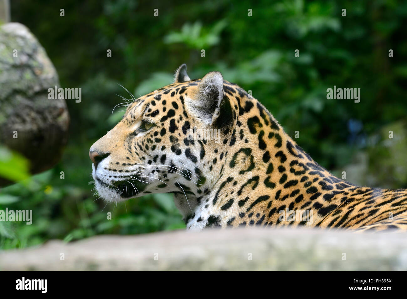 Close up spotted Jaguar (Panthera onca) in lo Zoo di Edimburgo, Scozia Foto Stock Close up spotted Jaguar (Panthera onca) in lo Zoo di Edimburgo, Scozia Foto Stock