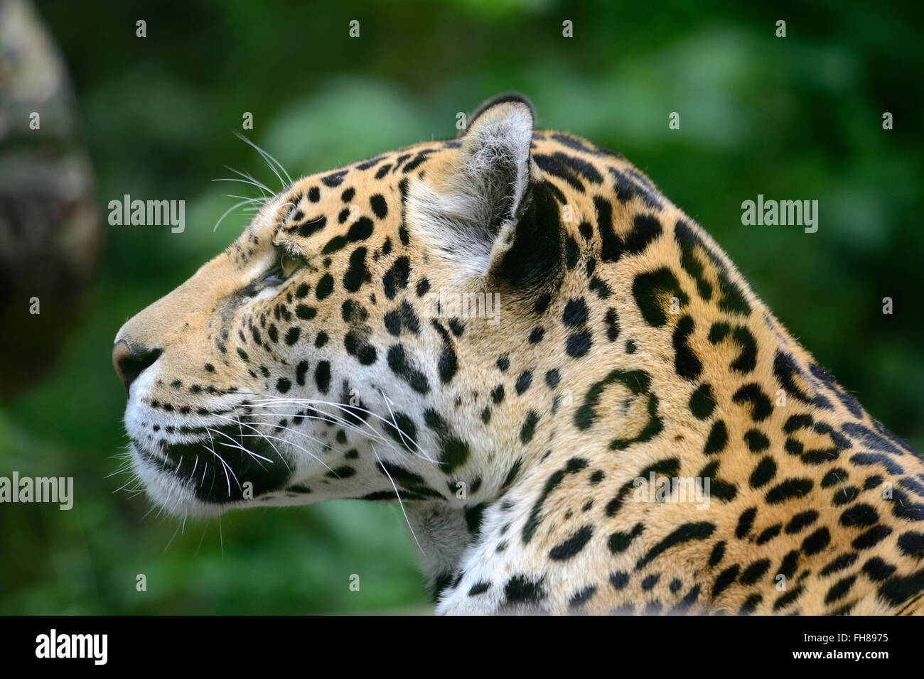 Close up spotted Jaguar (Panthera onca) in lo Zoo di Edimburgo, Scozia Foto Stock Close up spotted Jaguar (Panthera onca) in lo Zoo di Edimburgo, Scozia Foto Stock