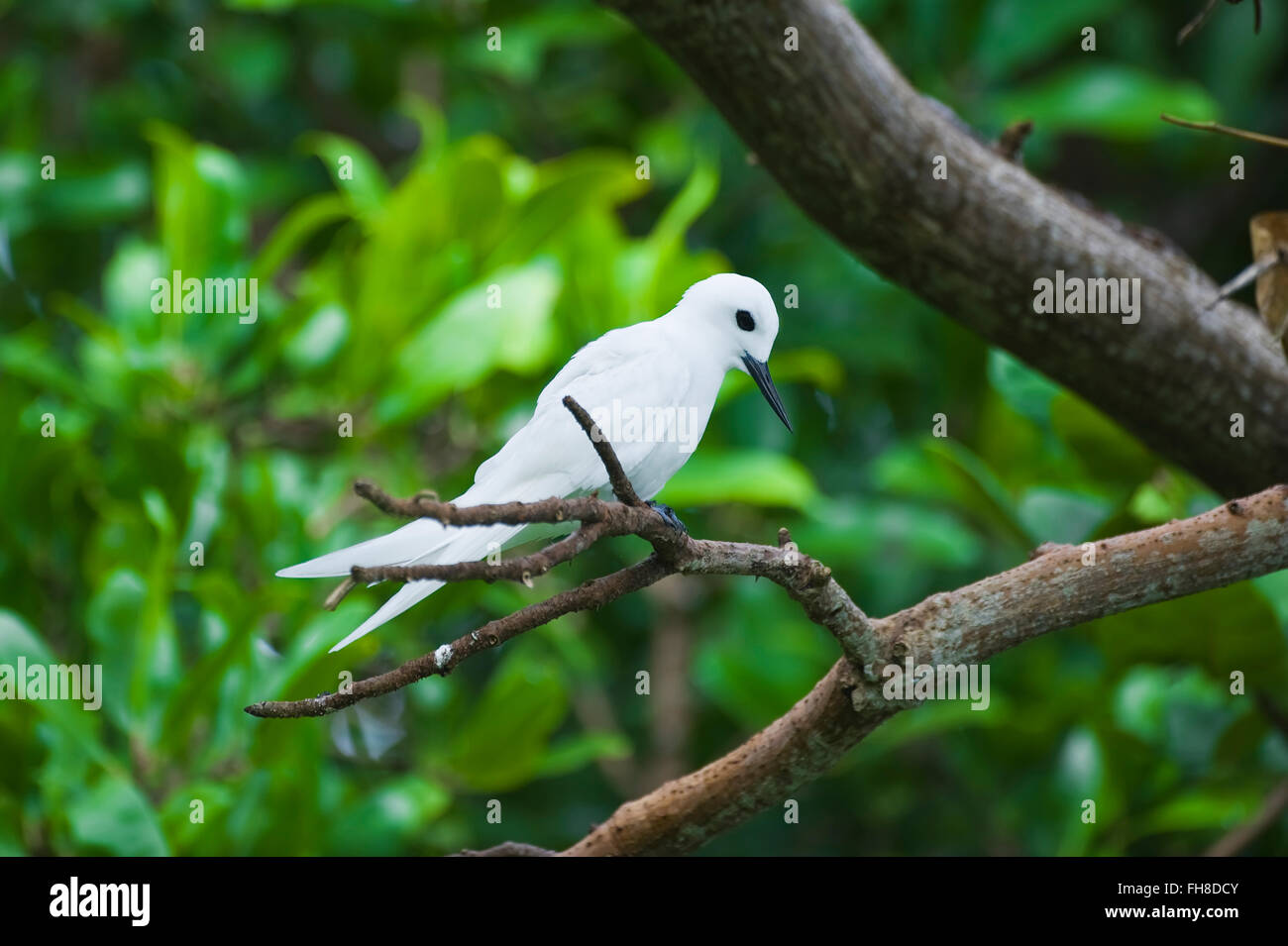 Bianco comune-tern o Fairy Tern (Gygis alba), Fernando de Noronha, Brasile Gygis blanche (Gygis alba), Fernando de Noronha Foto Stock