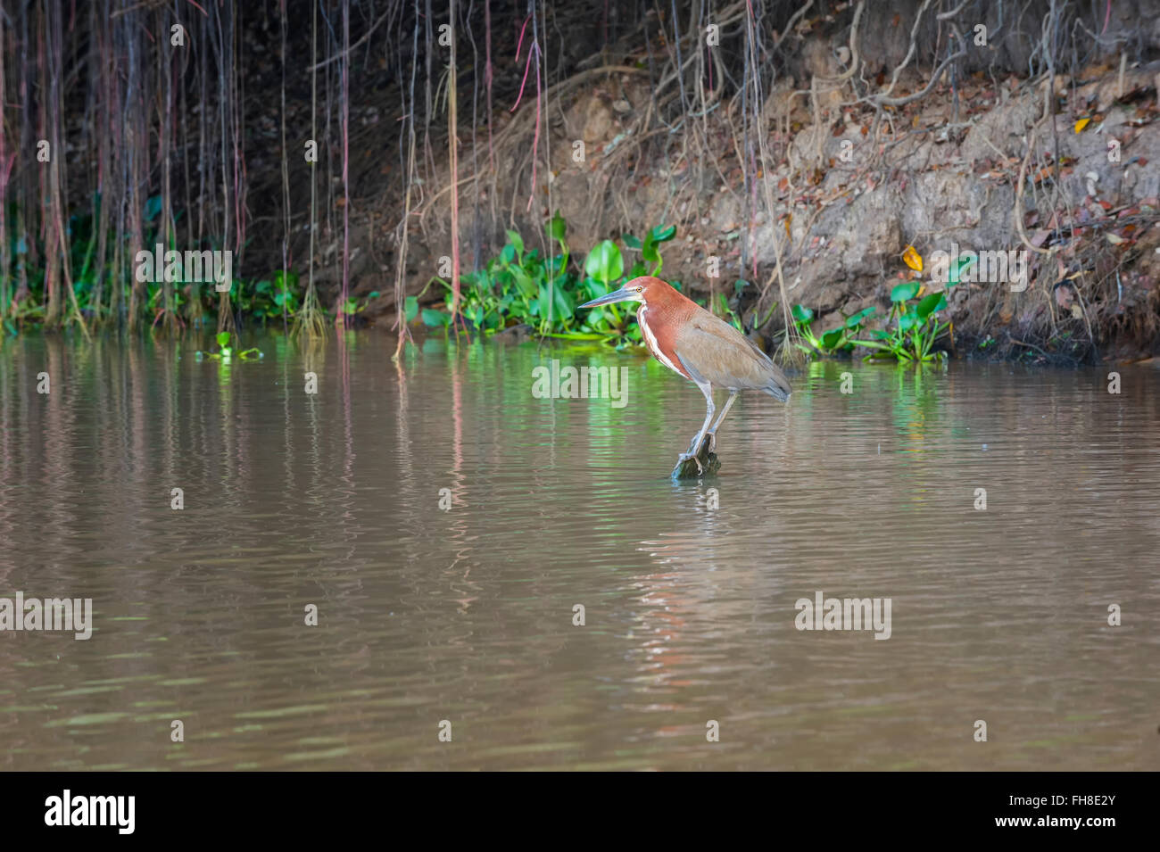 Maschio Tiger-Heron Rufescent (Tigrisoma lineatum) in mangrove, Pantanal, Mato Grosso, Brasile Foto Stock