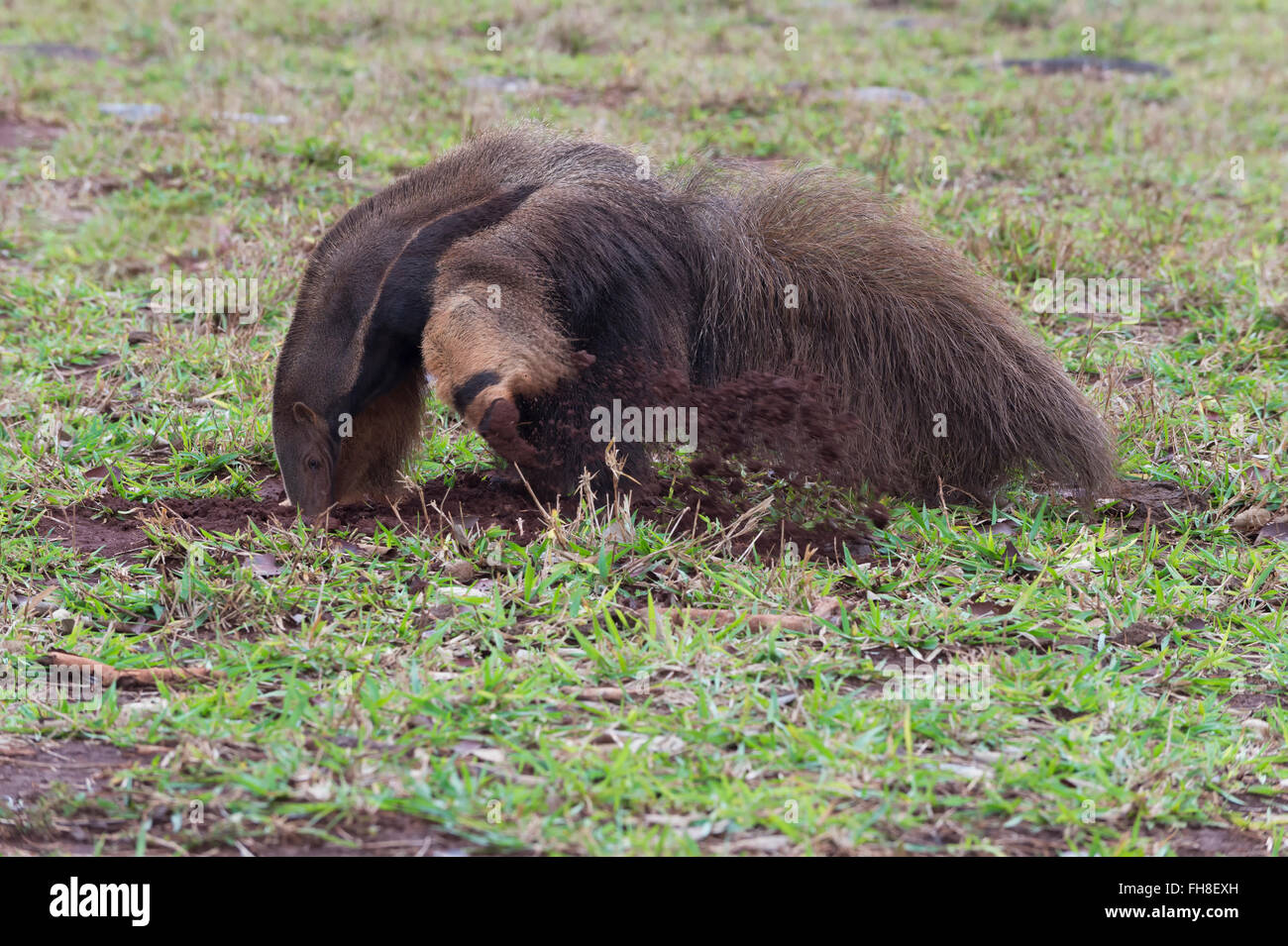 Giant Anteater (Myrmecophaga tridactyla) foraggio ed alimentando in termite mound, Mato Grosso, Brasile Foto Stock