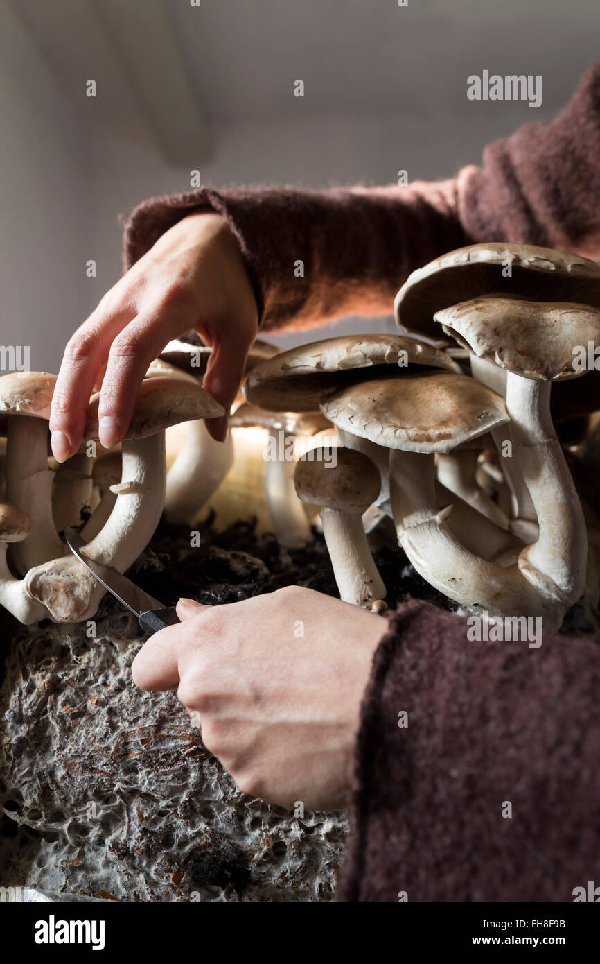 Donna crimini di raccolta di funghi coltivati in ambienti interni Foto Stock