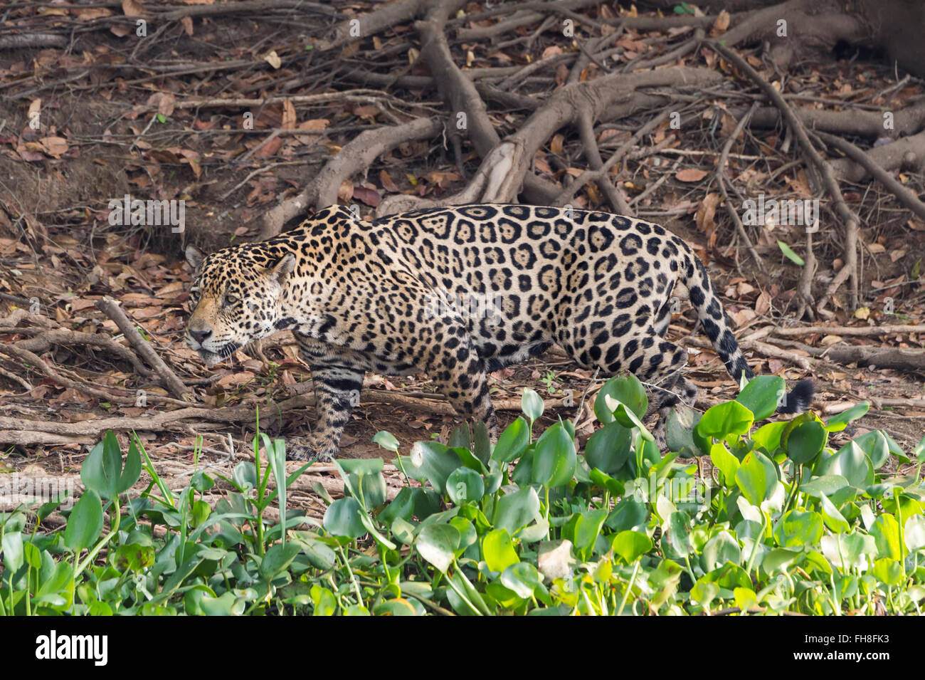 Jaguar (Panthera onca), Cuiaba river, Pantanal, Mato Grosso, Brasile Foto Stock