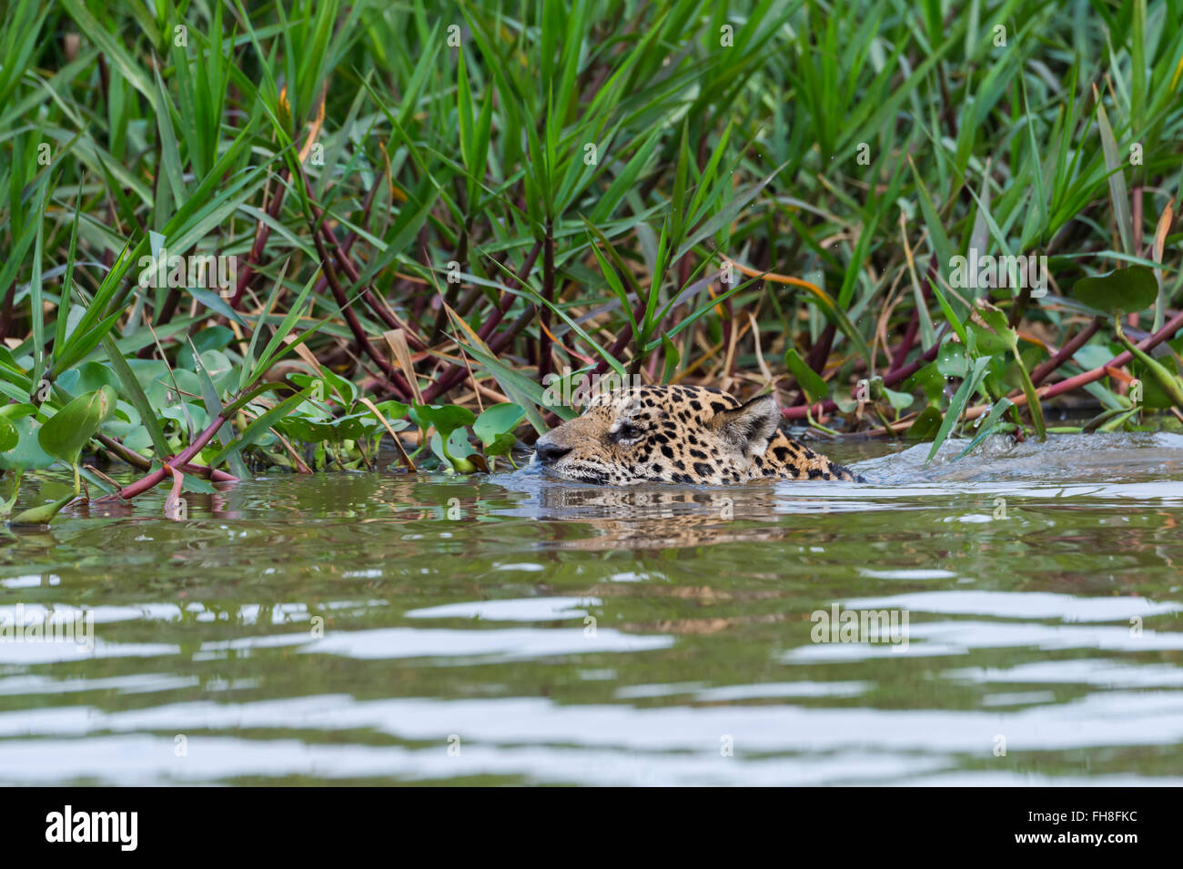 Jaguar (Panthera onca) nell'acqua, Cuiaba river, Pantanal, Mato Grosso, Brasile Foto Stock