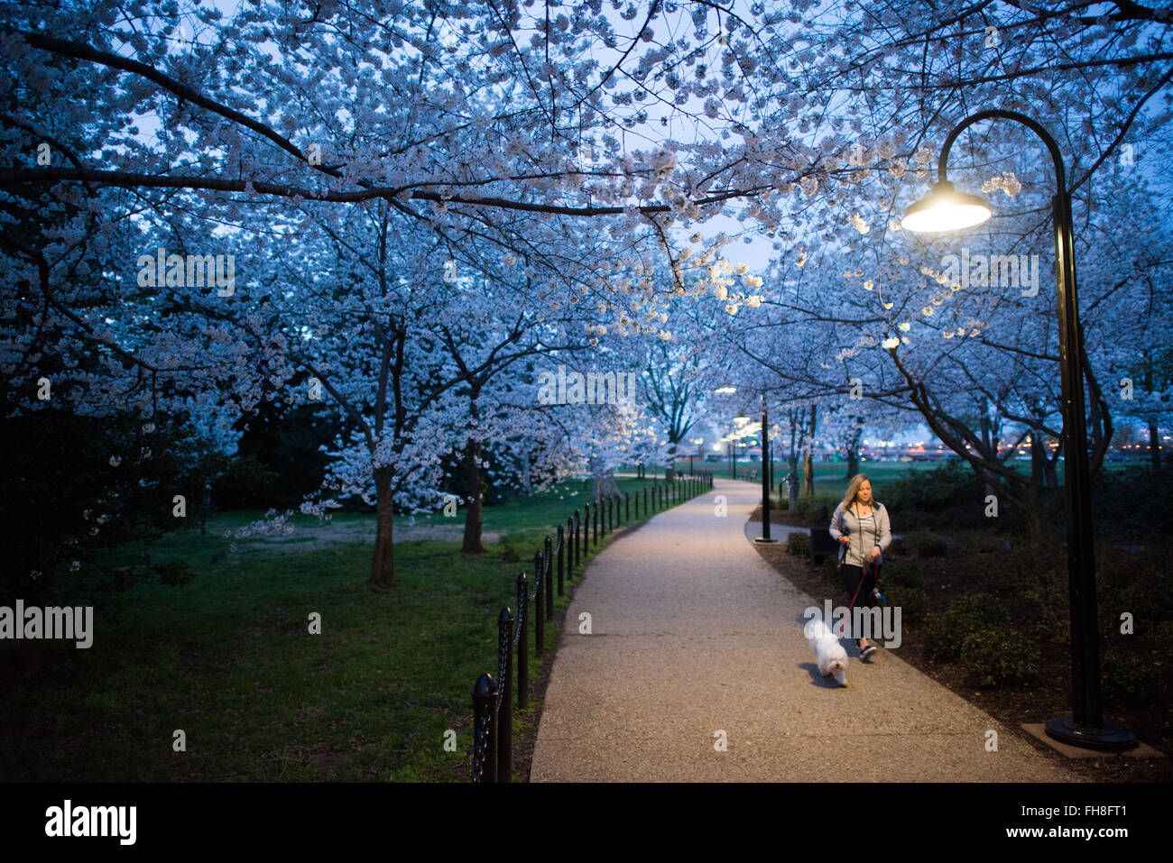 WASHINGTON DC - illuminati dai lampioni al crepuscolo, i fiori di ciliegio fioriscono lungo un sentiero presso il bacino delle maree. Una donna cammina il suo cane sotto gli alberi fioriti, che erano originariamente un regalo dal Giappone nel 1912 e sono il fulcro dell'annuale Festival nazionale della fioritura dei ciliegi. Foto Stock