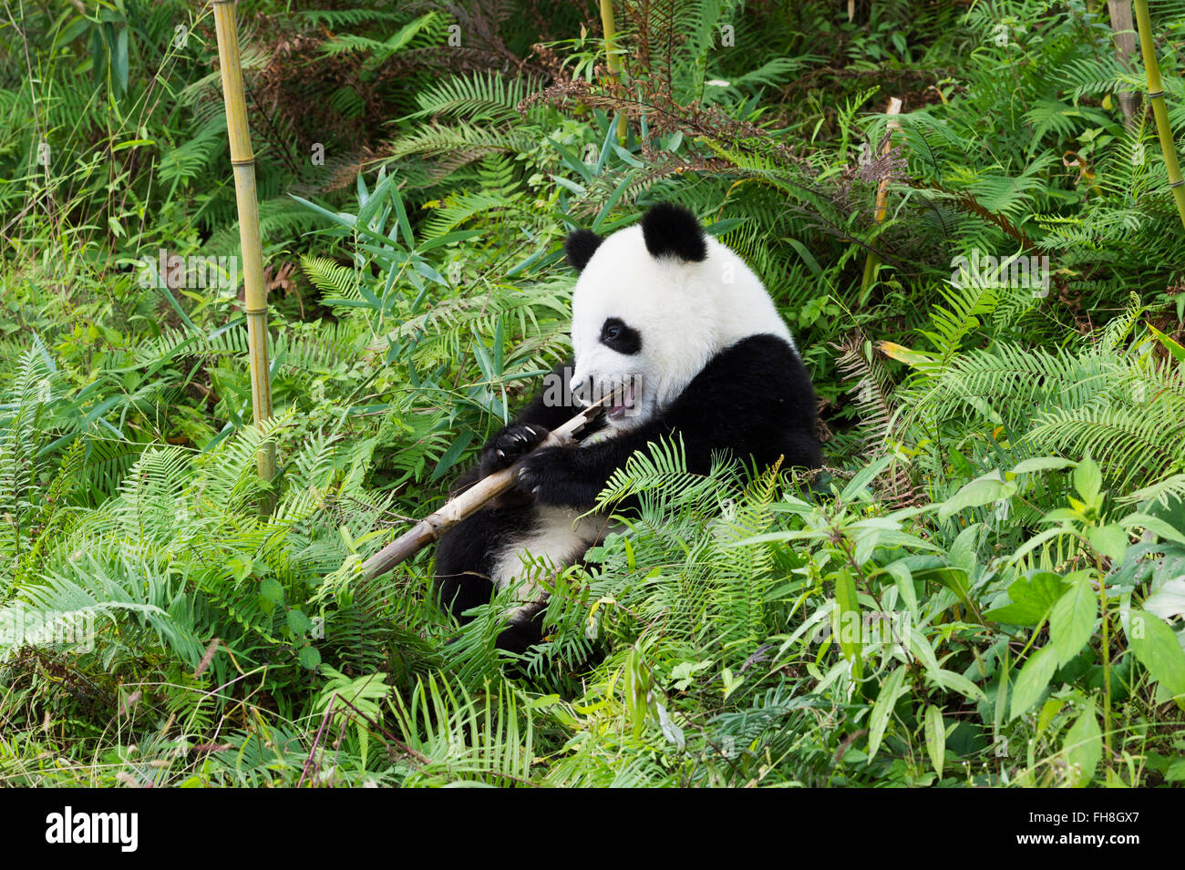 Due anni di età giovane panda gigante (Ailuropoda melanoleuca), Cina conservazione e centro di ricerca per la Panda Giganti, Chengdu, Foto Stock