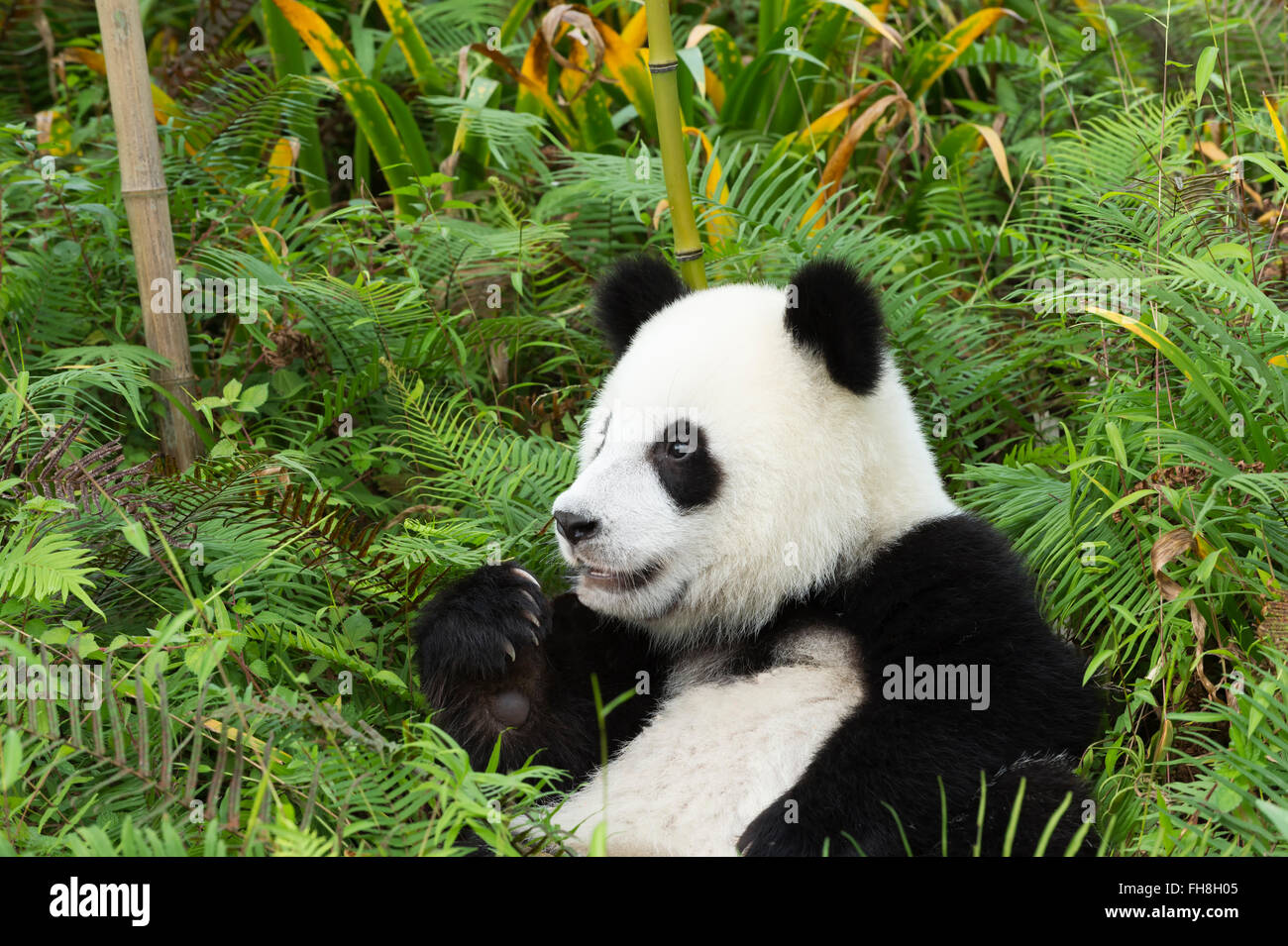 Due anni di età giovane panda gigante (Ailuropoda melanoleuca), Cina conservazione e centro di ricerca per la Panda Giganti, Chengdu, Foto Stock