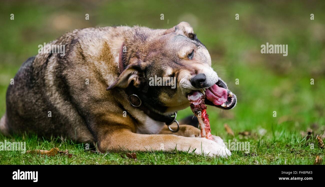 Un cane mangia un osso , foto: 2016, Februrary 15. Foto Stock