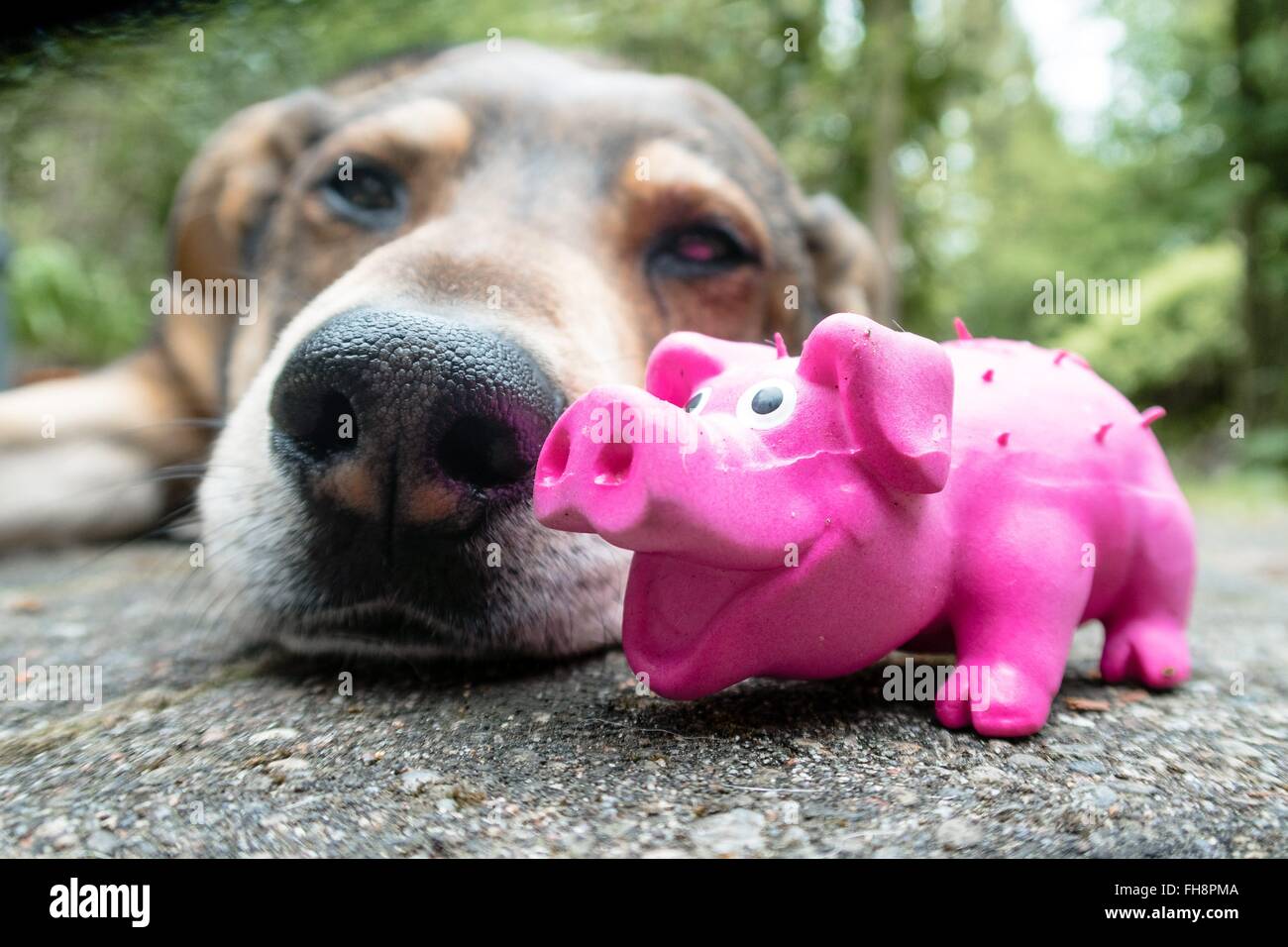 Il cane con il cane giocattolo , foto: 2016, Februrary 15. Foto Stock