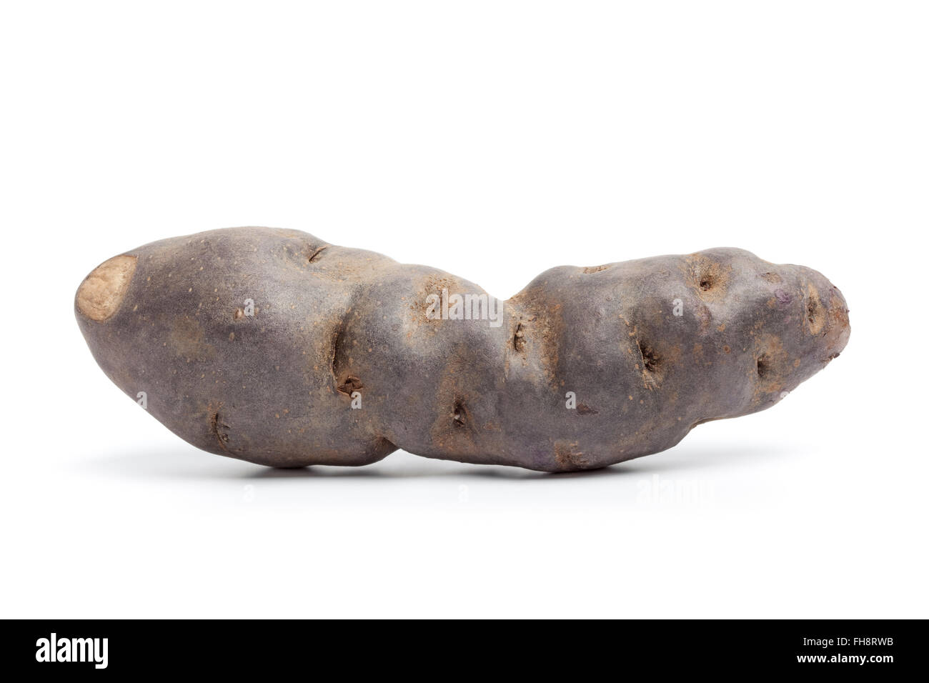 Tutta la singola crudo fresco Vitelotte noir potato isolati su sfondo bianco Foto Stock