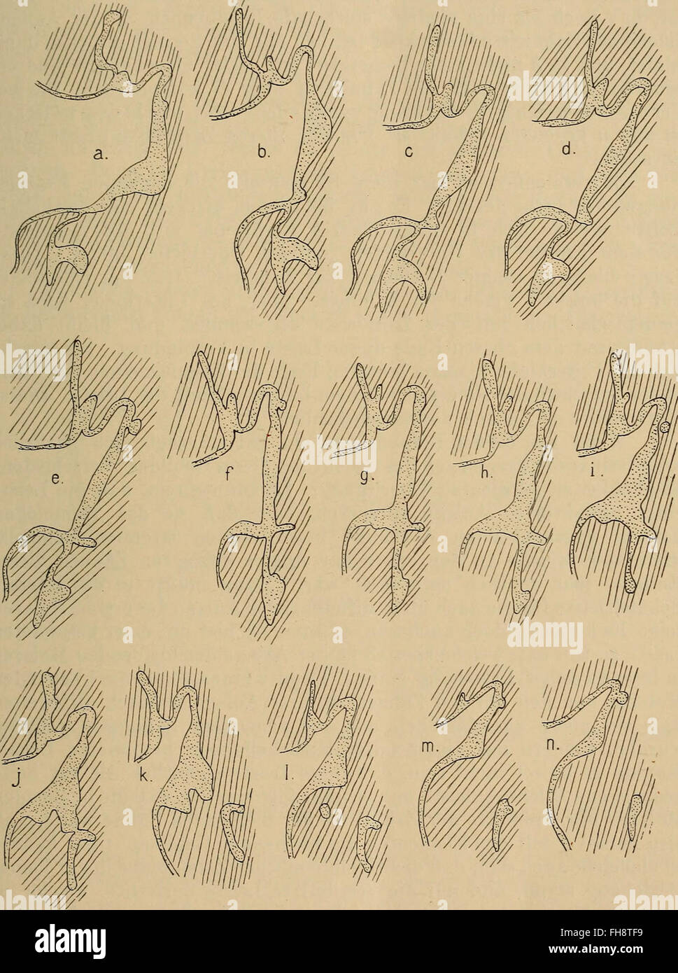 Questo studio del 1913 esplora lo sviluppo dei denti primati, concentrandosi sulla formazione e la struttura della morfologia dentale nei primati. Contribuisce alla comprensione della dentatura dei mammiferi e del suo significato evolutivo, offrendo informazioni sull'origine umana e sull'evoluzione delle specie primate. Foto Stock