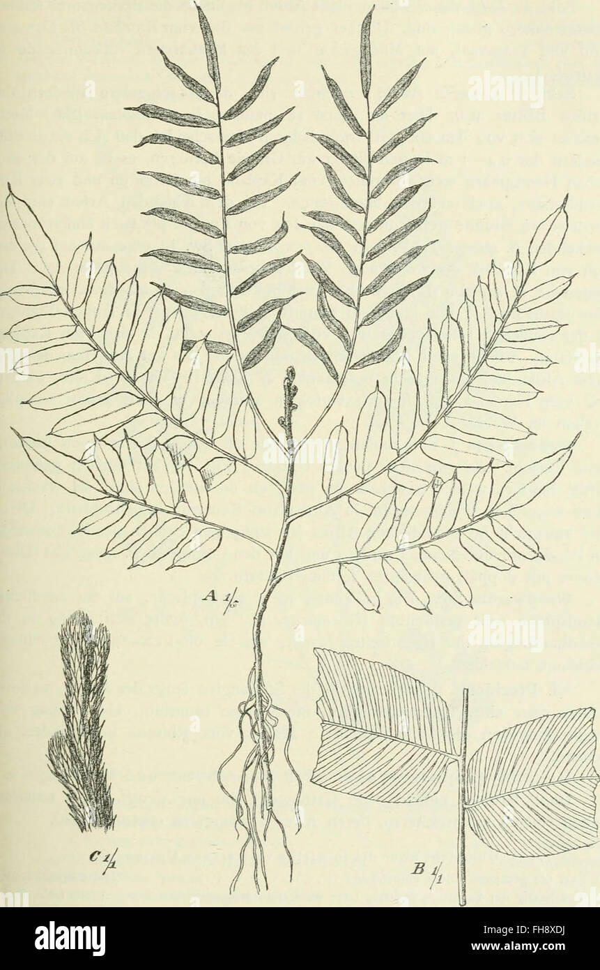 Un lavoro tedesco del 1910 sul mondo vegetale dell'Africa, incentrato in particolare sulle aree tropicali e sulla distribuzione di piante caratteristiche in tutto il continente. Foto Stock