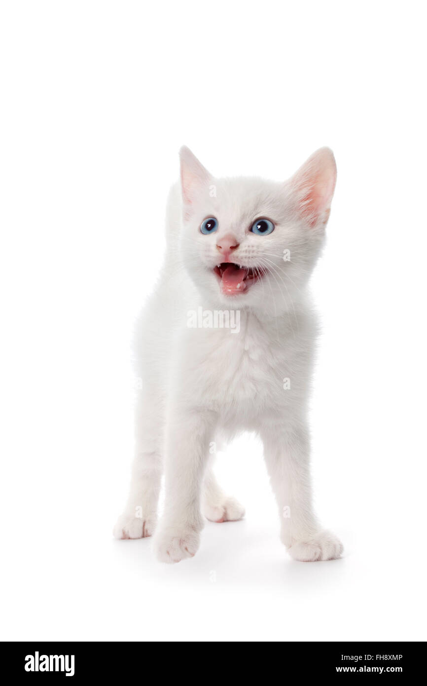Carino gattino bianco con occhi blu miaowing su sfondo bianco Foto Stock