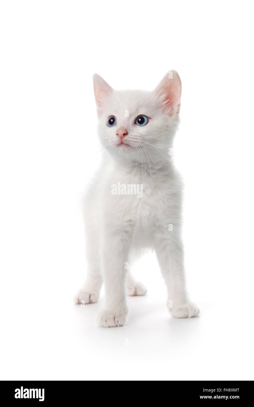 Carino gattino bianco con occhi blu su sfondo bianco Foto Stock
