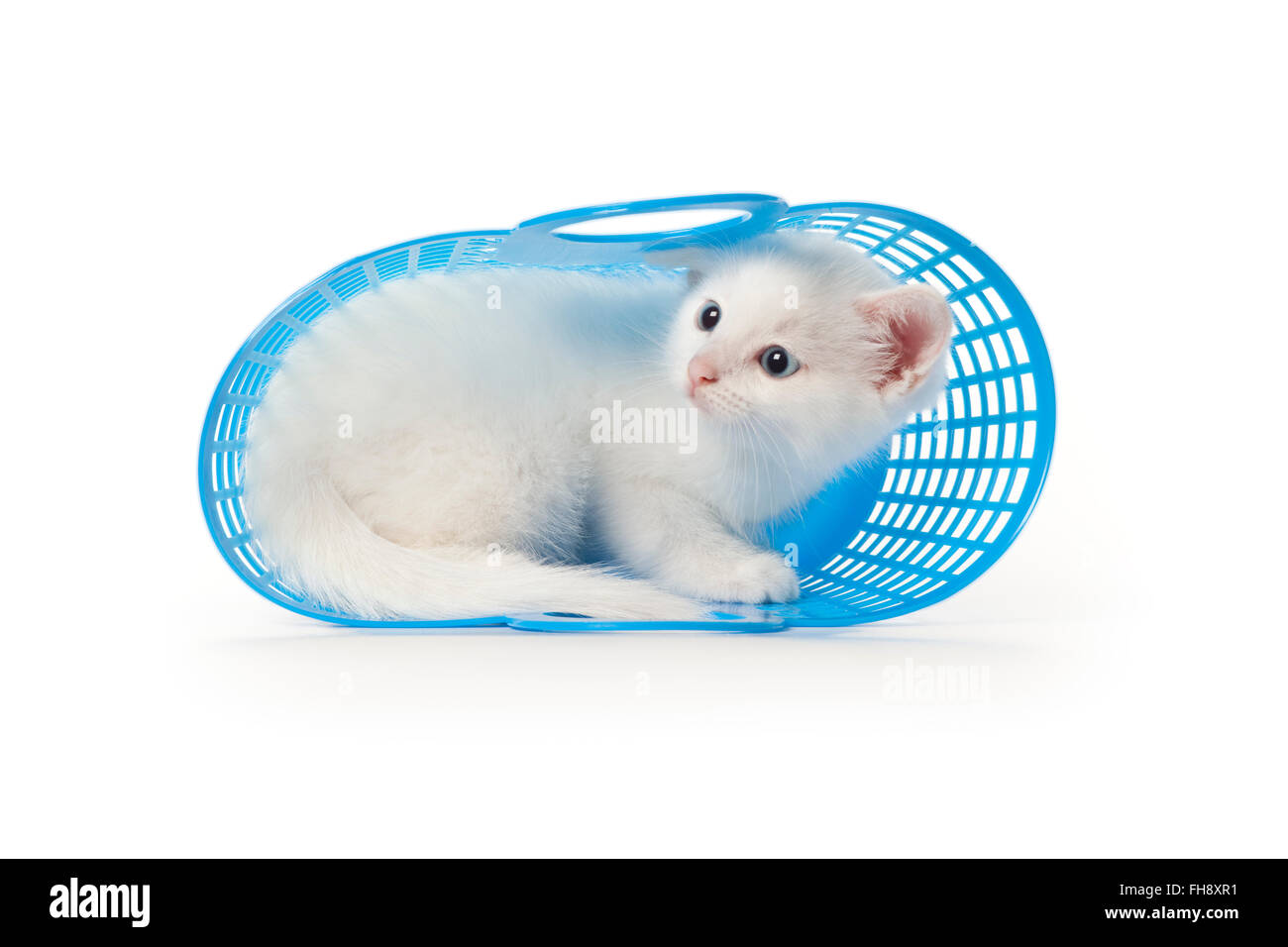 Carino gattino bianco con occhi blu si nasconde in una plastica blu cesto su sfondo bianco Foto Stock