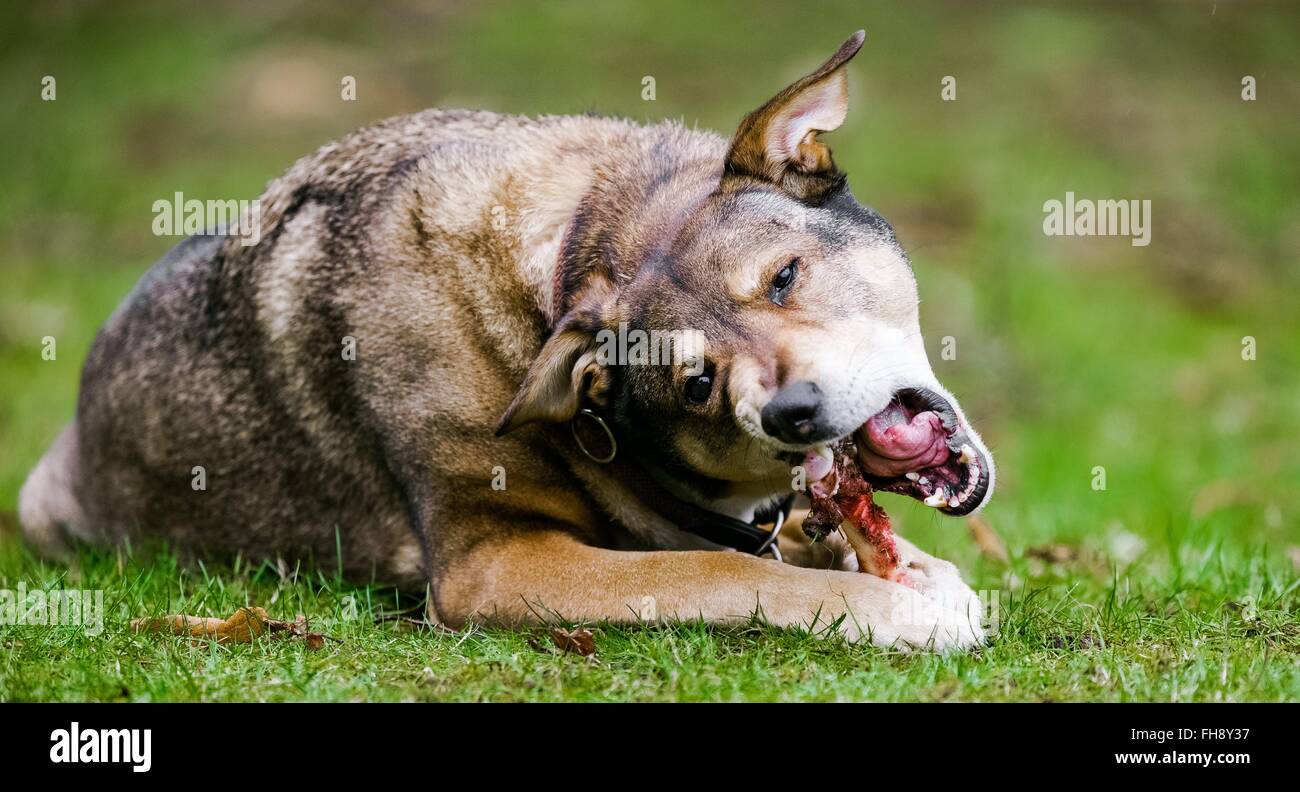 Un cane mangia un osso , foto: 2016, Februrary 15. Foto Stock