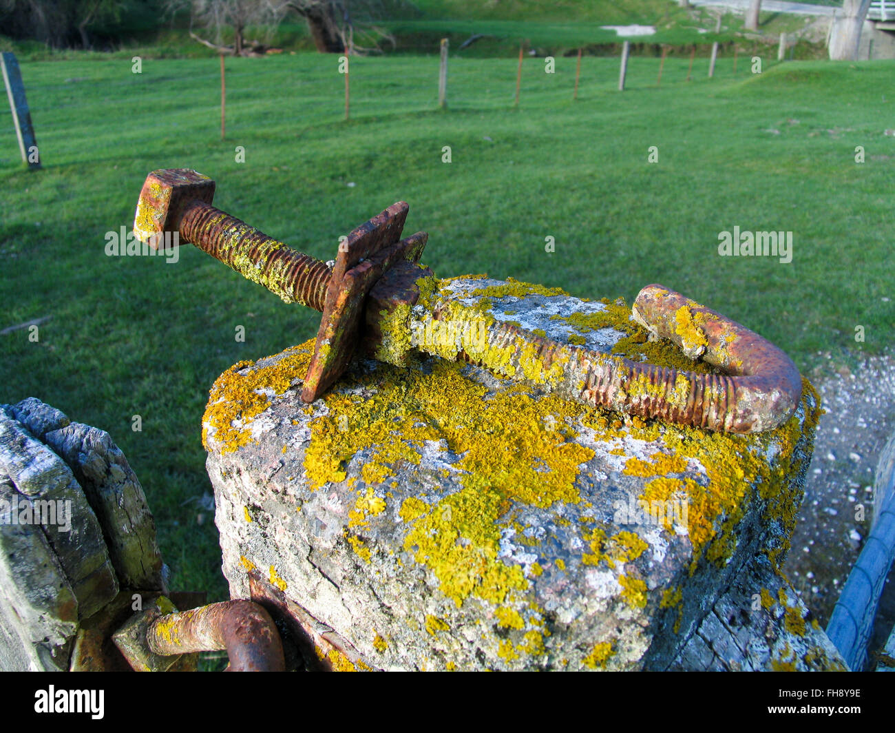 Un grande arrugginito coperte di muschio bold su un fencepost. Foto Stock