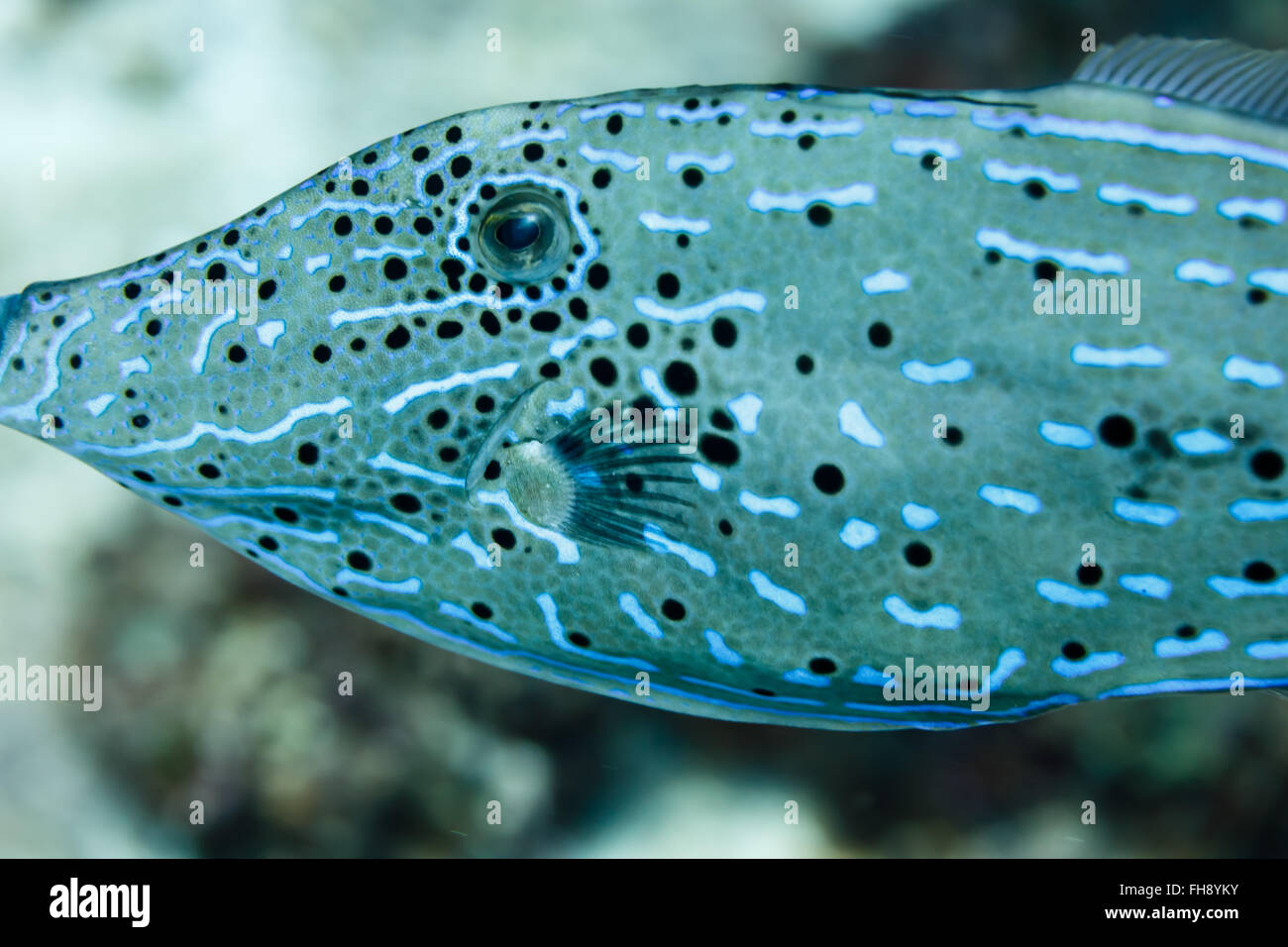 Blu Filefish Scrawled, aluterus scriptus, vista laterale di testa e pattern di scala Foto Stock