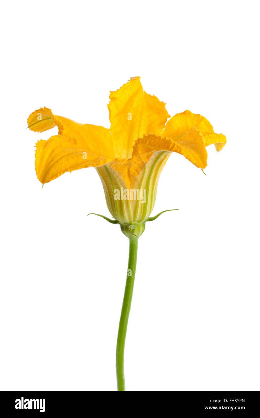 Maschio freschi di fiori di zucchine su sfondo bianco Foto Stock