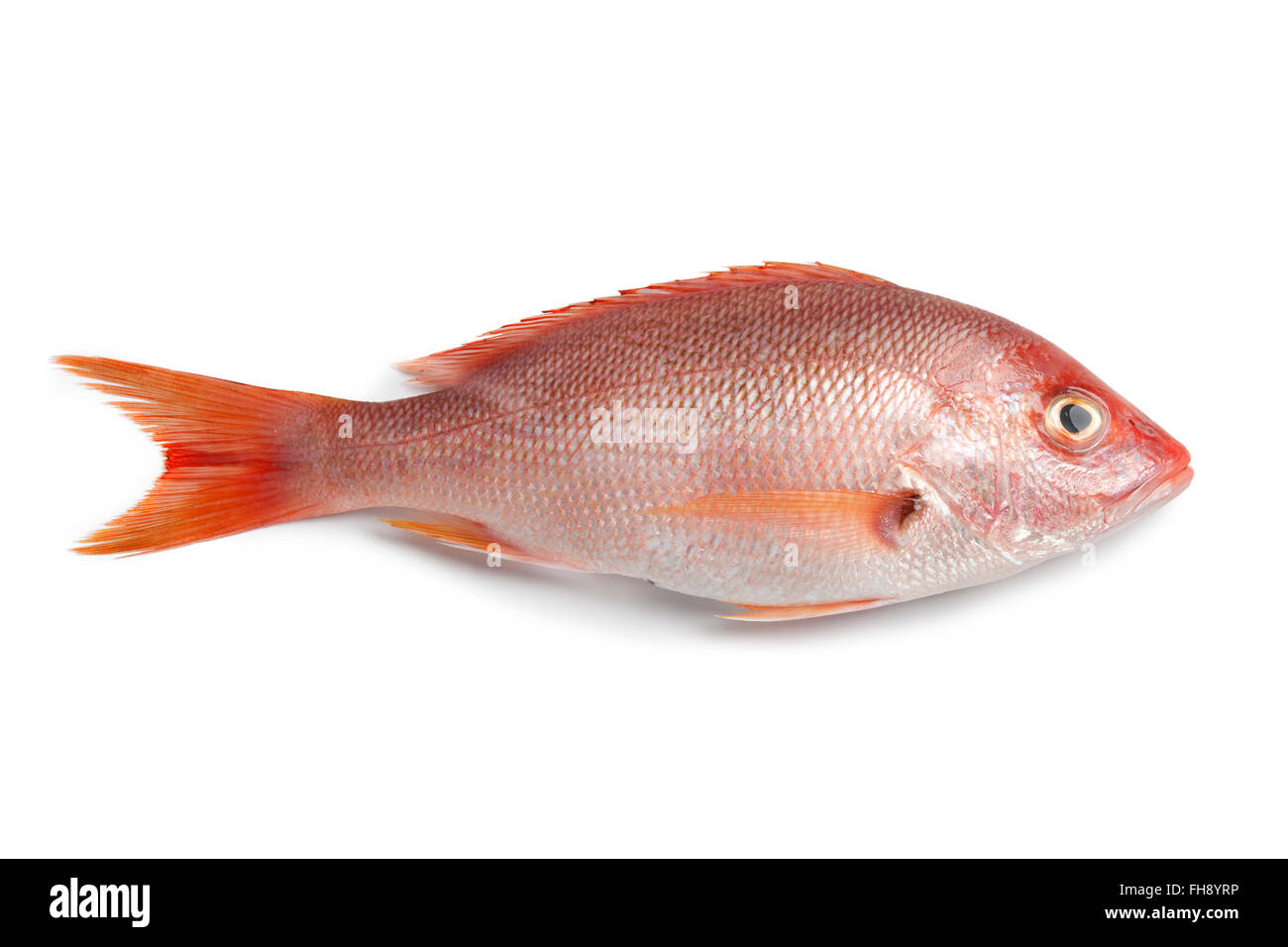 Intero crudo fresco lutiano rosso isolato su sfondo bianco Foto Stock